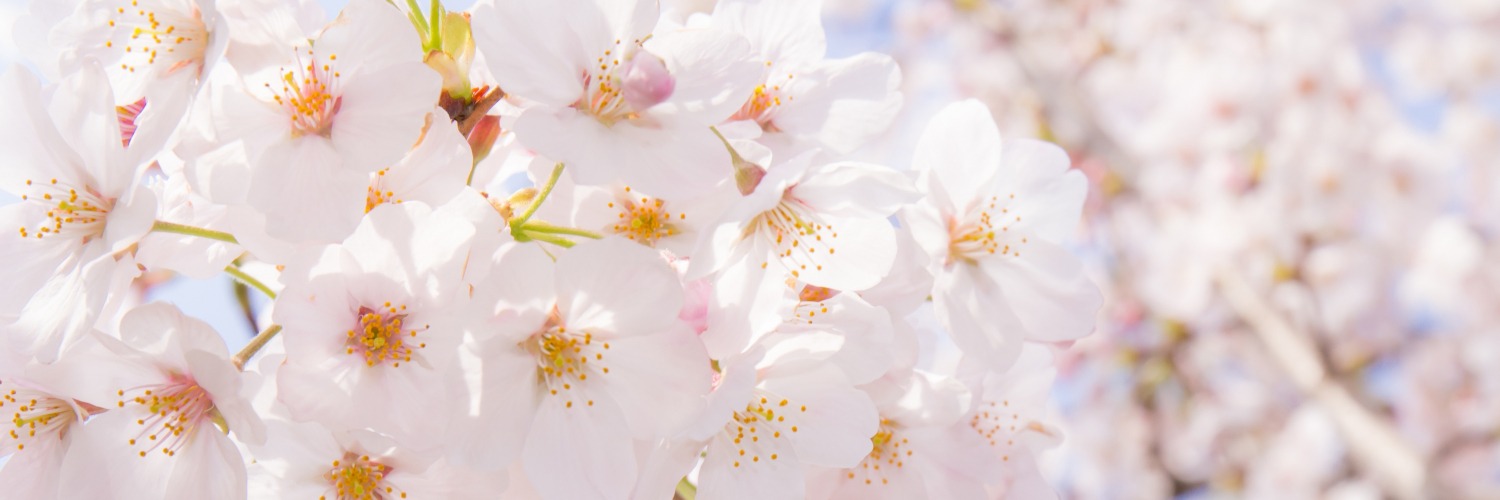 桜前線を追いかけて 東北でしか出会えない 絶景の桜を見に行こう 特集 旅東北 東北の観光 旅行情報サイト