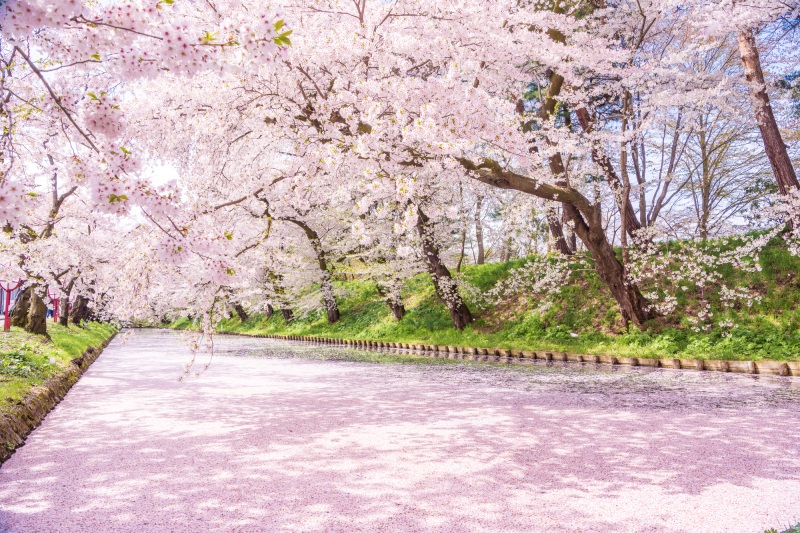 桜前線を追いかけて 東北でしか出会えない 絶景の桜を見に行こう 特集 旅東北 東北の観光 旅行情報サイト