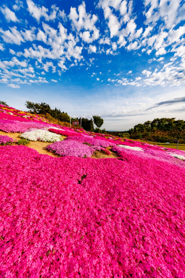 梁川芝桜公園