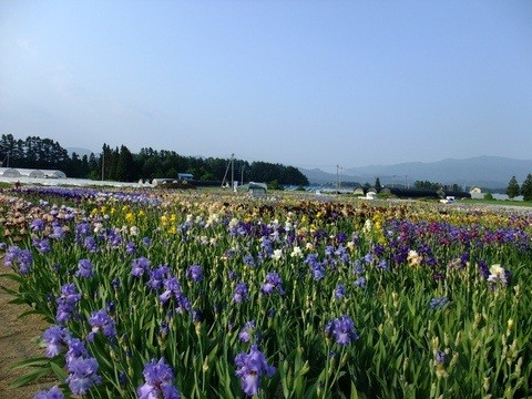 手作りの花畑 はながさの丘 東北の観光スポットを探す 旅東北 東北の観光 旅行情報サイト