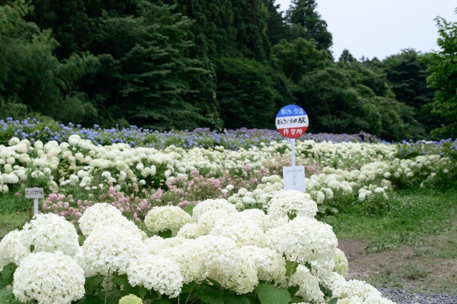 PIXTA_116844968