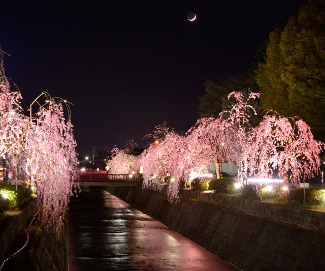 天童桜まつり しだれ桜ライトアップ 令和3年度の人間将棋は中止となりました 東北dc観光素材集 旅東北 東北の観光 旅行情報サイト