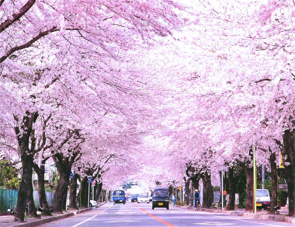 夜の森桜トンネル